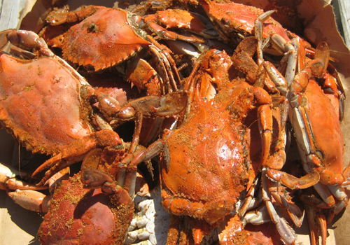 Fresh Caught Cuisine on Hatteras Island